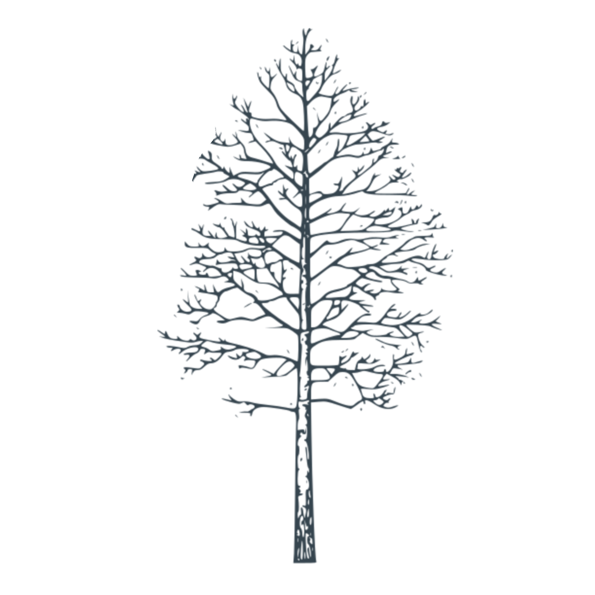 Trunk
